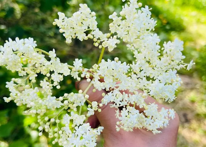 Le Portillon Des Fées Bed and breakfast Sost