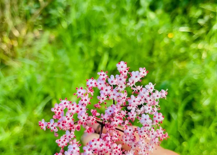 Bed and breakfast Le Portillon Des Fées Sost