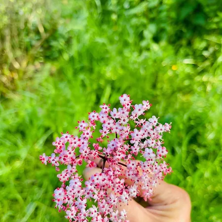 Bed & Breakfast Le Portillon Des Fees Sost